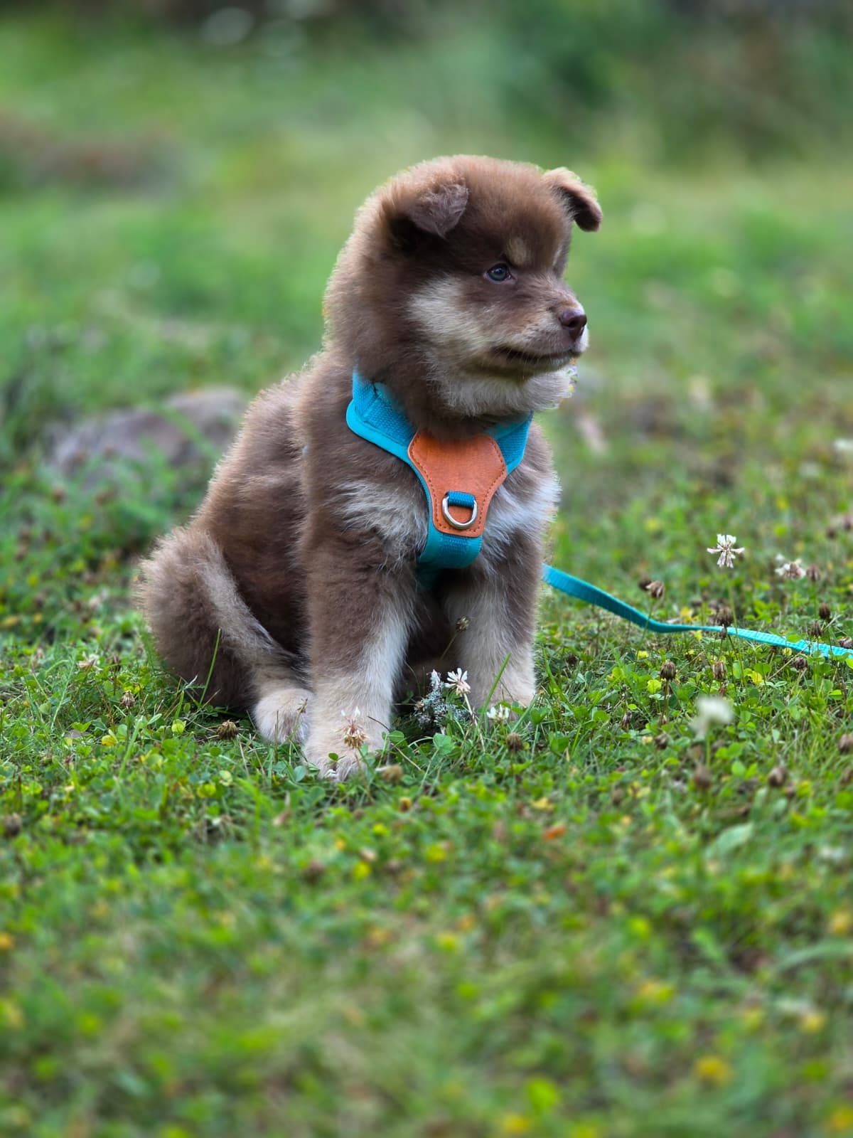 Pohjolansaaga Niittyleinikki 29.6.2025 -